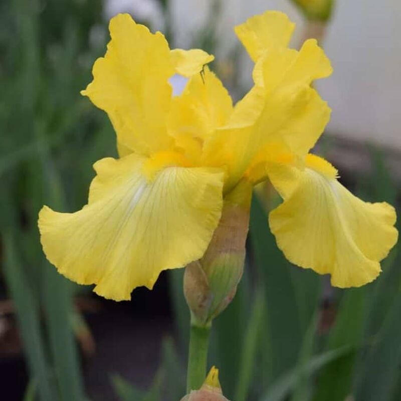 Iris 'Harvest of Memories' (TB) ---